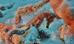 “Aquatic Equine” Diving in Barbados and finally found a S... by Steve Dolan 